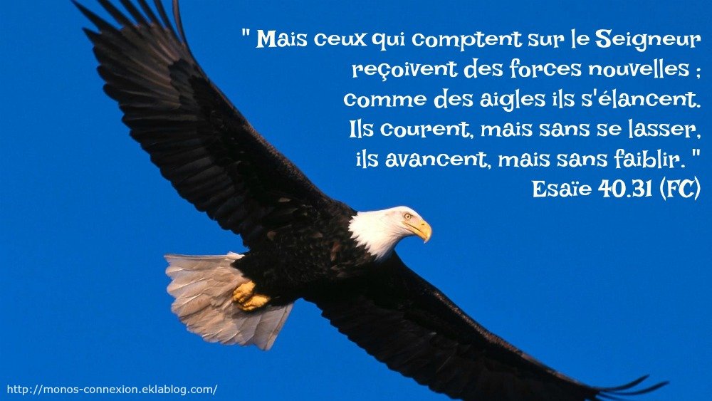 un aigle en vol_Esaïe 40.31